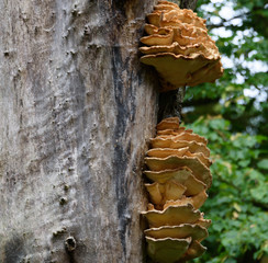 Bracket Fungus