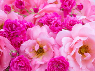 Bright pink curly roses and small vibrant pink roses