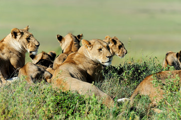 Lion in the grass of Masai Mara, Kenya