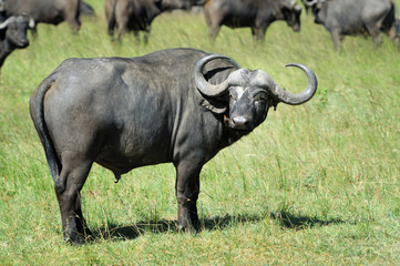 Fototapeta premium Buffalo