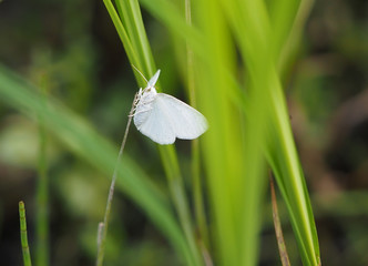 butterfly in the forest