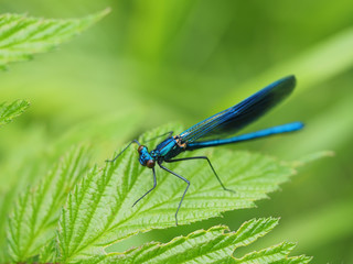 dragonfly in the forest