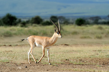 Thomson's gazelle
