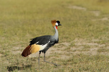 Grey crowned crane