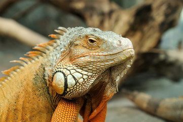 Iguana