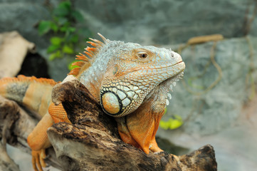 Iguana