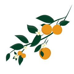 Orange fruits on branches.