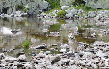 West Siberian Laika Dog near mountain lake