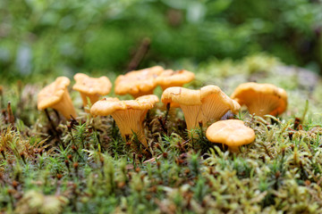 Group of chantarelles in moss
