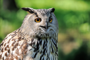 Close-up owl