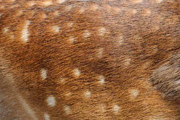 Texture deer fur
