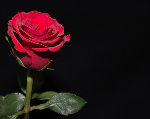 A single red rose
