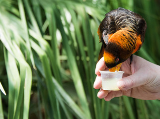 Dusky Lory (Pseudeos fuscata) eating nectar from hand.