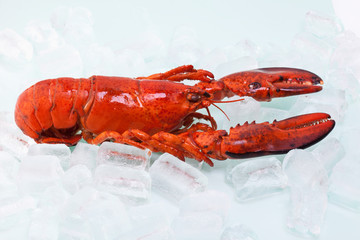 Gekochter Hummer in Eiswürfel auf weißem Hintergrund