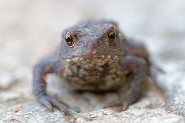Baby toad with big eyes stairing