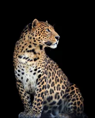 Printed kitchen splashbacks Leopard Leopard