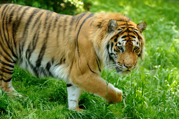 Fototapeta premium Tiger