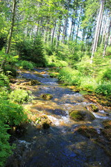 Wilder Gebirgsbach in einem Wald