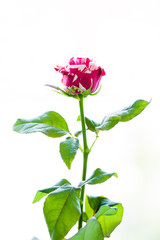 Obraz premium The striped rose
