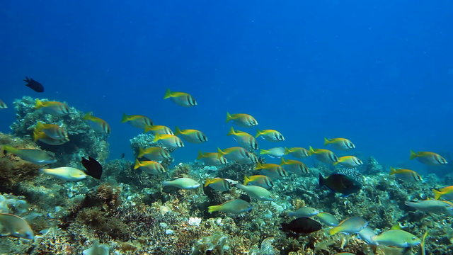 School of fish Parrotfish on the coral reef panorama