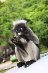 Langur eating the corn on roof car