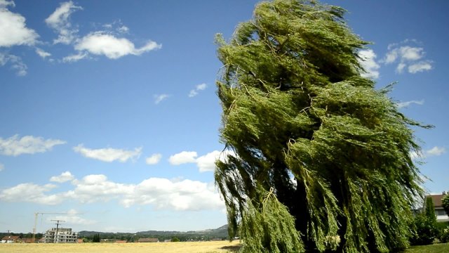 Trauerweide wiegt sich im Wind