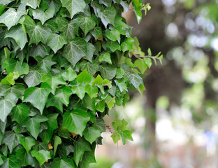 Ivy background
