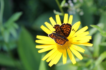 Ein Schmetterling (Scheckenfalter) sitzt auf einer gelben Blüte