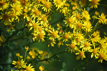 żółte kwiaty/żółte małe kwiaty na tle butelkowej zieleni wyczekujące słońca