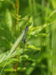 dragonfly in the forest