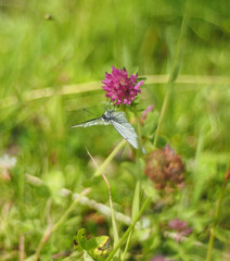 Aporia Crataegi butterfly on a flower in the forest