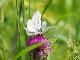 Aporia Crataegi butterfly on a flower in the forest