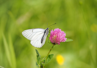 Aporia Crataegi butterfly on a flower in the forest
