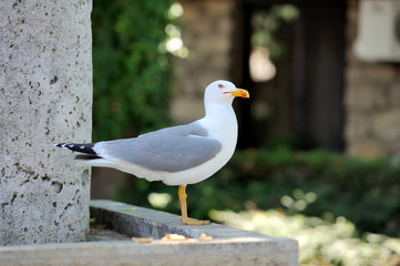 Seagull