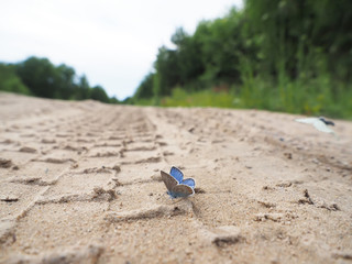 Butterfly on the road
