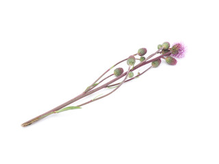 sow-thistle flowers on a white background