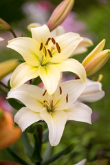 Fototapeta na wymiar Beautiful flowers of yellow lilies.