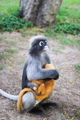 Langur Hold baby langur on the ground