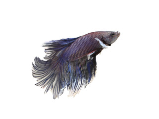 Purple fighting fish isolated on white.