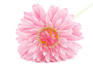 Fototapeta premium daisy on a white background