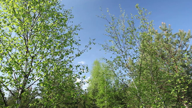 Birch trees in the spring with blue sky