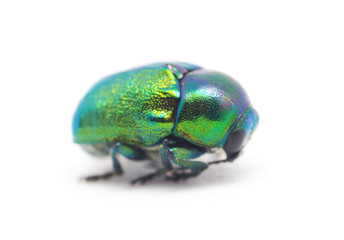 a beetle on a white background