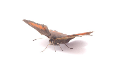 butterfly on a white background