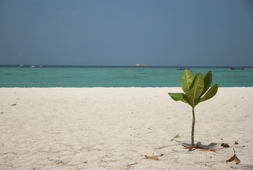 Beach with single small tree and the sea .