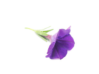petunia on a white background