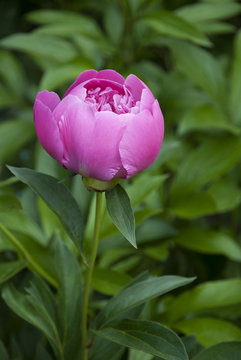 Fototapeta Pink peony flower