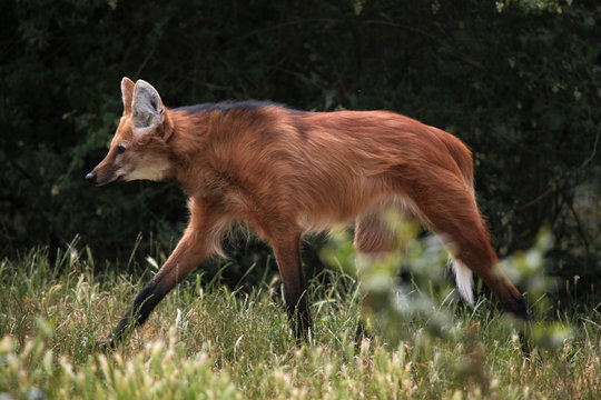 Fototapeta Maned wolf (Chrysocyon brachyurus).