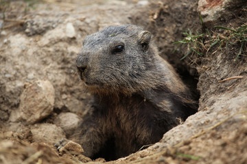 Alpine marmot (Marmota marmota).