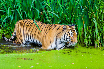 Fototapeta na wymiar Tiger in water