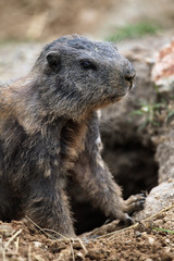 Naklejka na ściany i meble Alpine marmot (Marmota marmota).